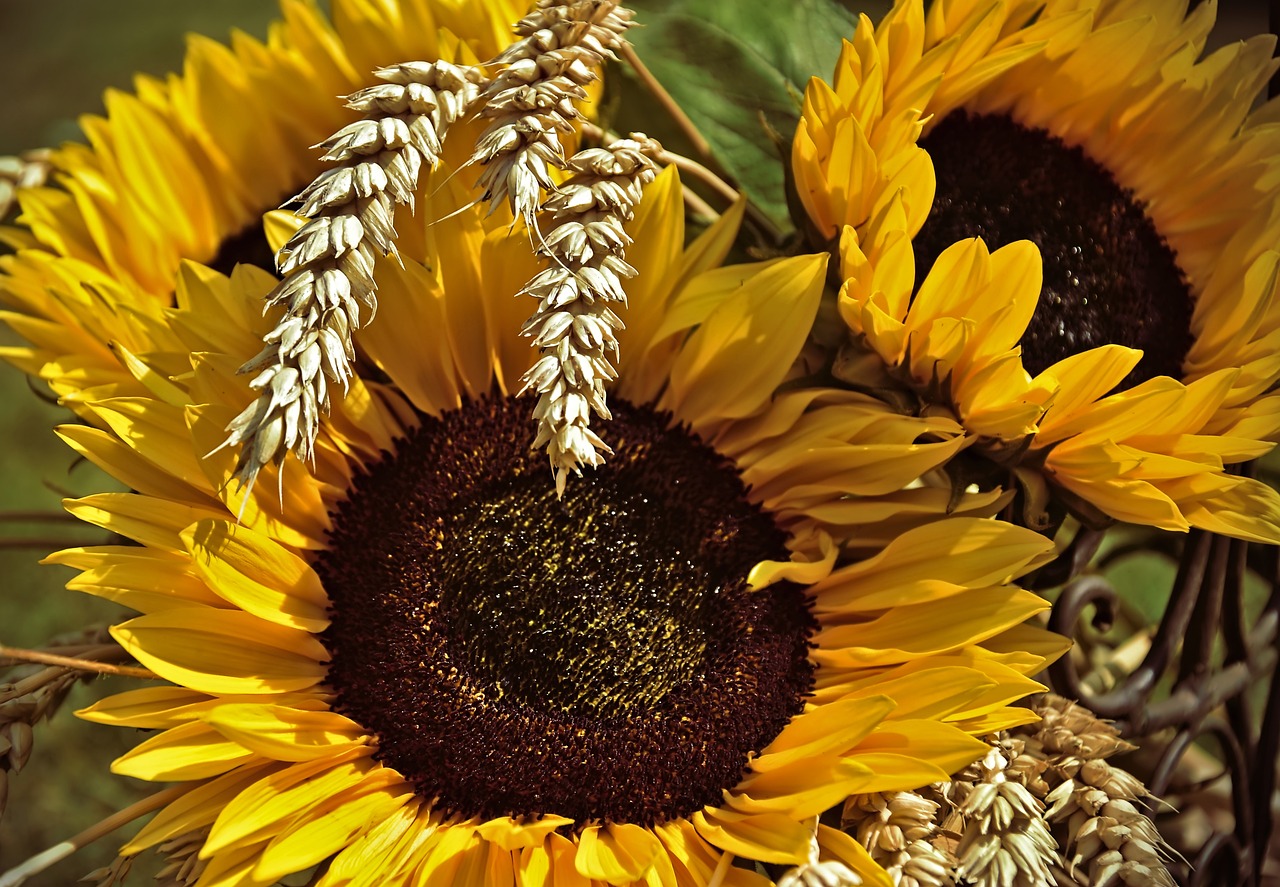 The Harvest Celebrations of Germany's Erntedankfest